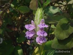 Rungia repens flower6.jpg